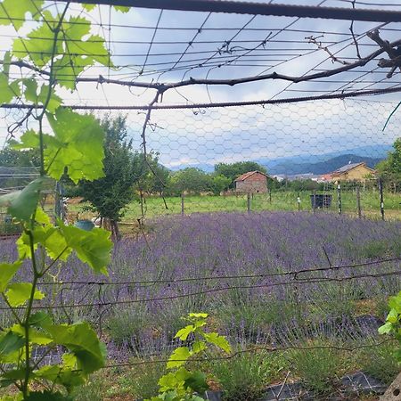 Salvia E Rosmarino - Affittacamere In Liguria Villanova d'Albenga Εξωτερικό φωτογραφία
