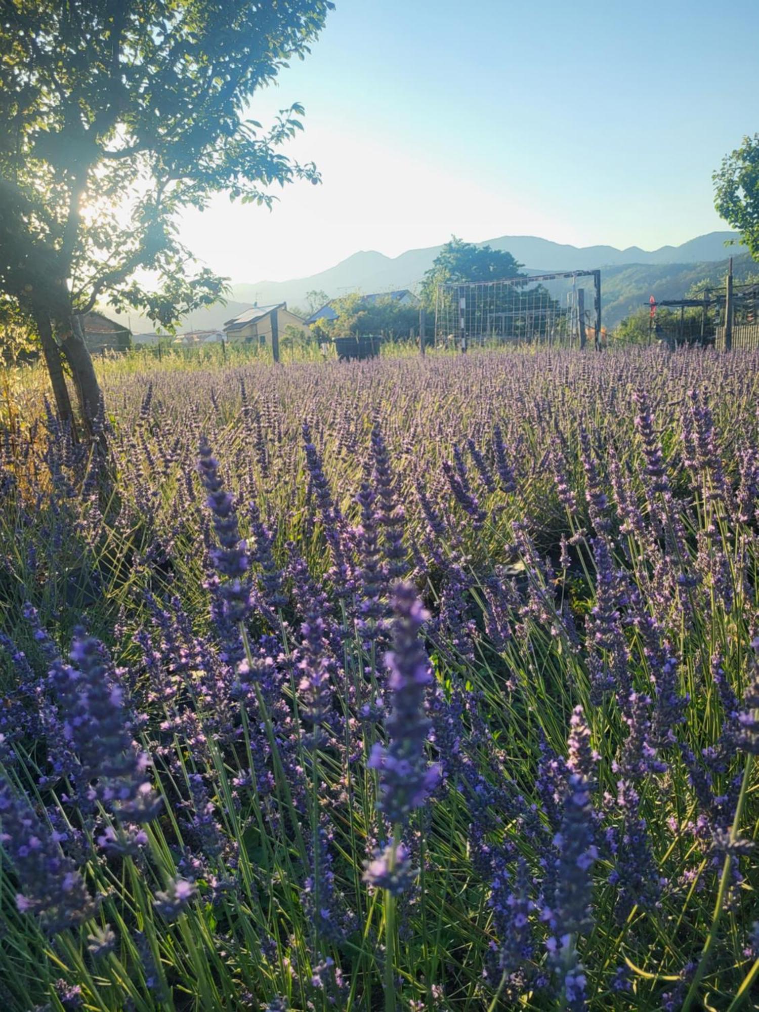 Salvia E Rosmarino - Affittacamere In Liguria Villanova d'Albenga Εξωτερικό φωτογραφία