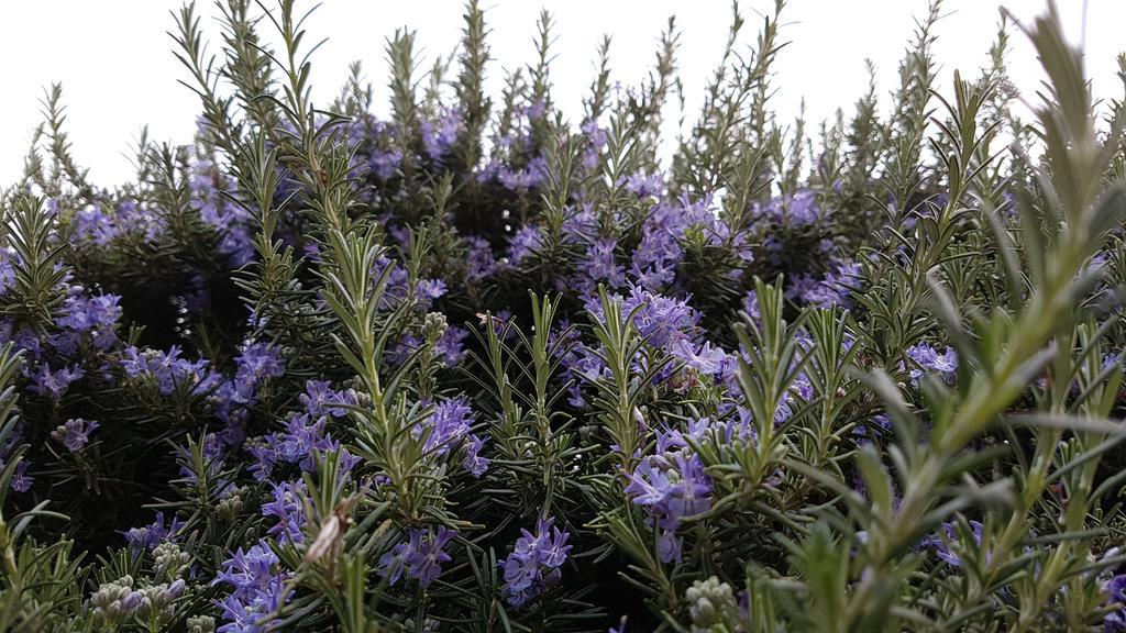Salvia E Rosmarino - Affittacamere In Liguria Villanova d'Albenga Εξωτερικό φωτογραφία