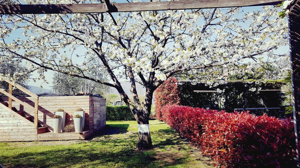 Salvia E Rosmarino - Affittacamere In Liguria Villanova d'Albenga Εξωτερικό φωτογραφία
